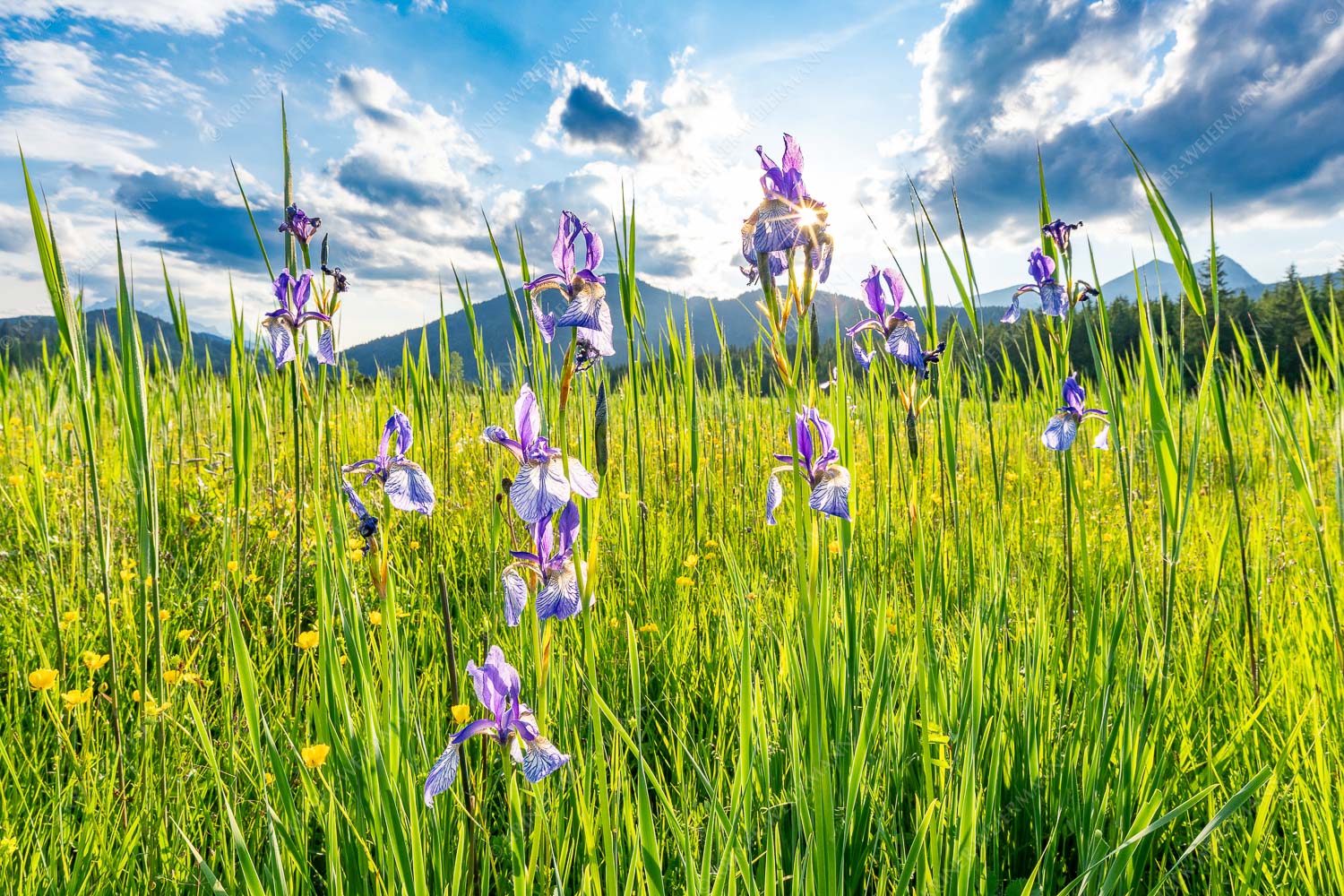 Schwertlilienblüte am Barmsee mit Estergebirge