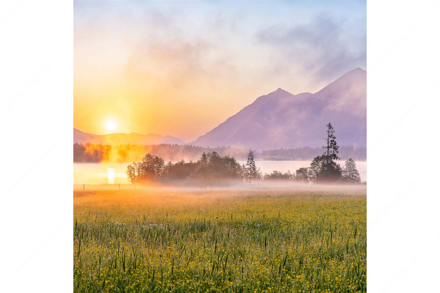 Sommermorgen – Seitenverhältnis 1:1 — Barmsee Blumenwiese Sonnenaufgang Blick über den Barmsee in den Sonnenaufgang