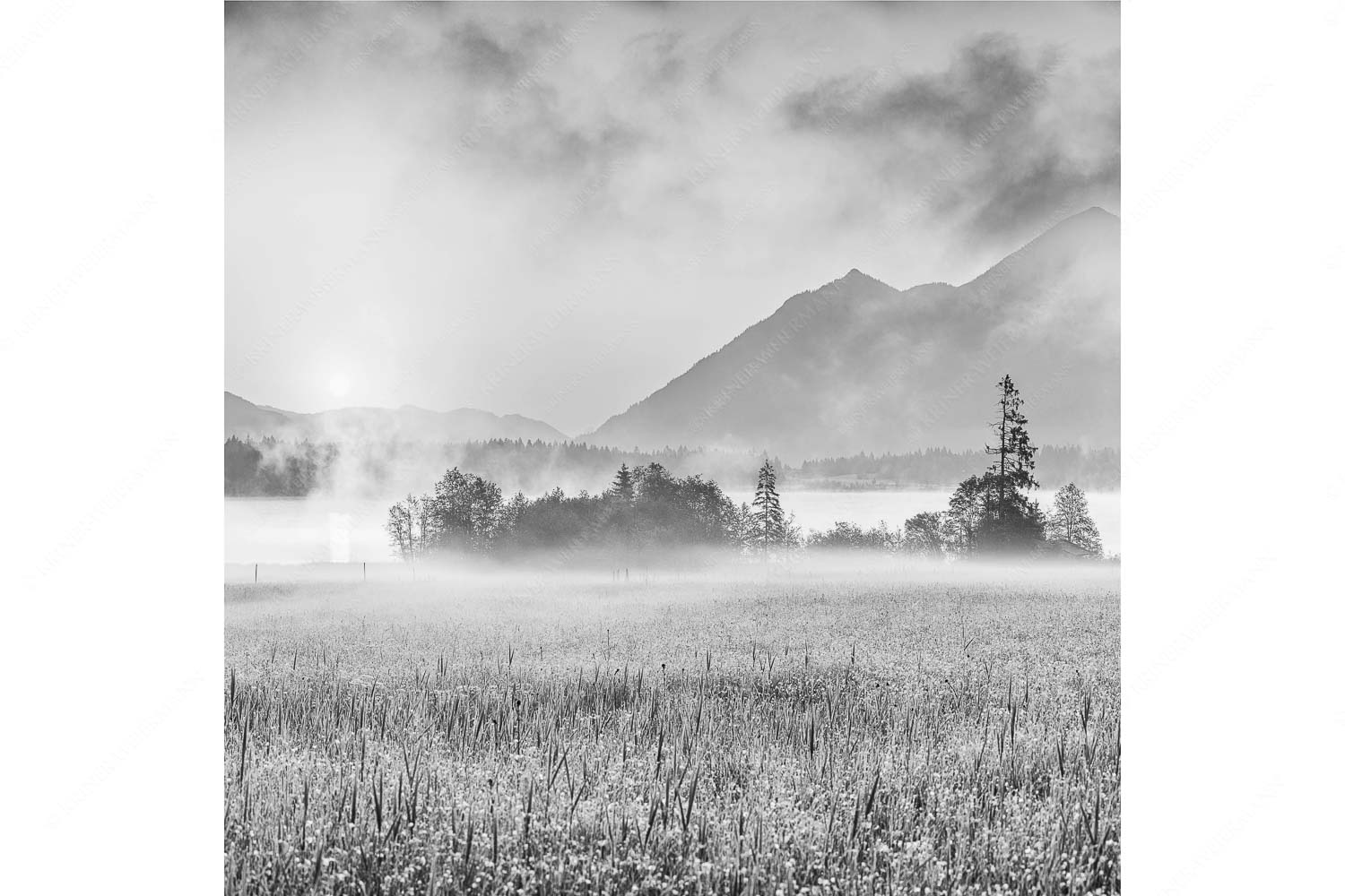 Sommermorgen – Seitenverhältnis 1:1 — Barmsee Blumenwiese Sonnenaufgang Blick über den Barmsee in den Sonnenaufgang