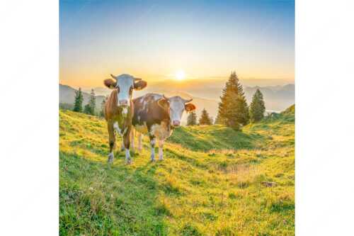 Zwei junge Rinder auf der Wallgauer Alm im Estergebirge bei Sonnenaufgang - Sonnenaufgang auf der Alm - Seitenverhältnis 1:1 - Kälber auf der Wallgaueralm - weitere Infos unter https://www.kriner-weiermann.de