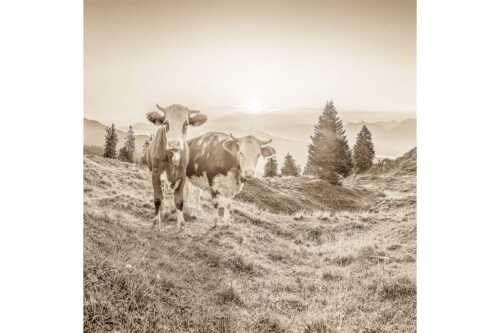 Zwei junge Rinder auf der Wallgauer Alm im Estergebirge bei Sonnenaufgang - Sonnenaufgang auf der Alm - Seitenverhältnis 1:1 - Kälber auf der Wallgaueralm - weitere Infos unter https://www.kriner-weiermann.de