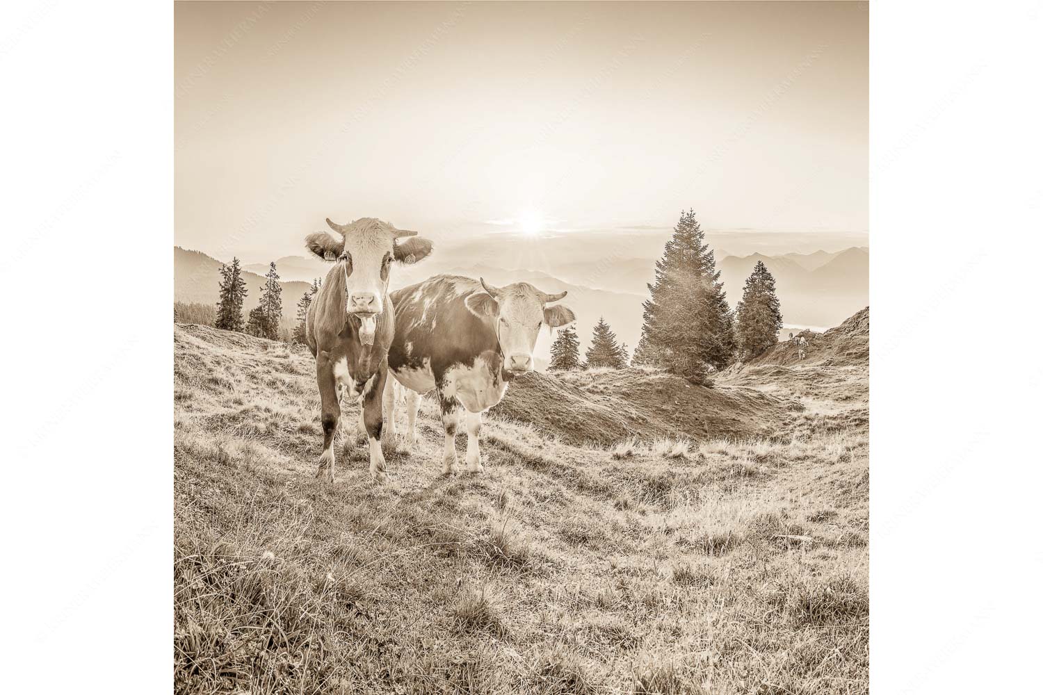 Sonnenaufgang auf der Alm – Seitenverhältnis 1:1 — Kälber auf der Wallgaueralm Zwei junge Rinder auf der Wallgauer Alm im Estergebirge bei Sonnenaufgang
