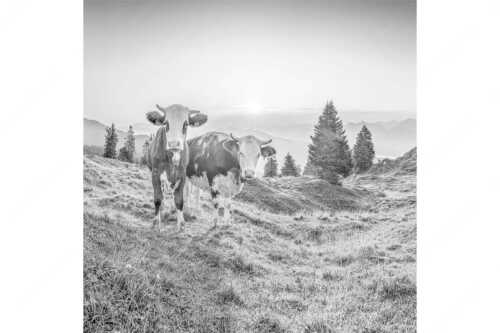 Zwei junge Rinder auf der Wallgauer Alm im Estergebirge bei Sonnenaufgang - Sonnenaufgang auf der Alm - Seitenverhältnis 1:1 - Kälber auf der Wallgaueralm - weitere Infos unter https://www.kriner-weiermann.de