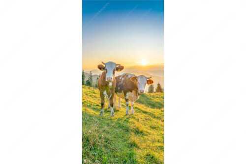 Zwei junge Rinder auf der Wallgauer Alm im Estergebirge bei Sonnenaufgang - Sonnenaufgang auf der Alm - Seitenverhältnis 1:2 - Kälber auf der Wallgaueralm - weitere Infos unter https://www.kriner-weiermann.de