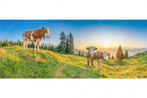 Zwei junge Rinder auf der Wallgauer Alm im Estergebirge bei Sonnenaufgang - Sonnenaufgang auf der Alm - Seitenverhältnis 2,5:1 - Kälber auf der Wallgaueralm - weitere Infos unter https://www.kriner-weiermann.de