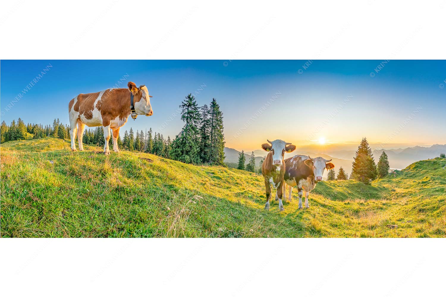 Sonnenaufgang auf der Alm – Seitenverhältnis 2,5:1 — Kälber auf der Wallgaueralm Zwei junge Rinder auf der Wallgauer Alm im Estergebirge bei Sonnenaufgang