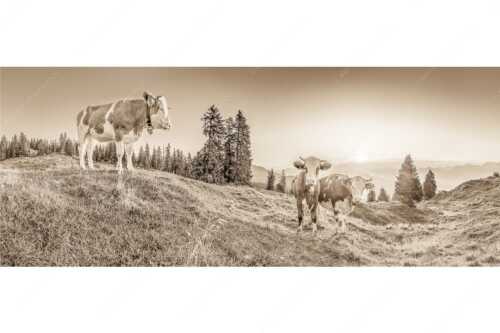 Zwei junge Rinder auf der Wallgauer Alm im Estergebirge bei Sonnenaufgang - Sonnenaufgang auf der Alm - Seitenverhältnis 2,5:1 - Kälber auf der Wallgaueralm - weitere Infos unter https://www.kriner-weiermann.de
