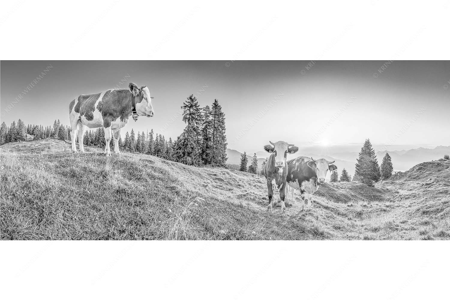 Sonnenaufgang auf der Alm – Seitenverhältnis 2,5:1 — Kälber auf der Wallgaueralm Zwei junge Rinder auf der Wallgauer Alm im Estergebirge bei Sonnenaufgang