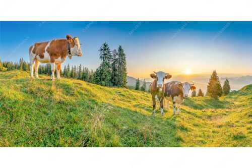 Zwei junge Rinder auf der Wallgauer Alm im Estergebirge bei Sonnenaufgang - Sonnenaufgang auf der Alm - Seitenverhältnis 2:1 - Kälber auf der Wallgaueralm - weitere Infos unter https://www.kriner-weiermann.de