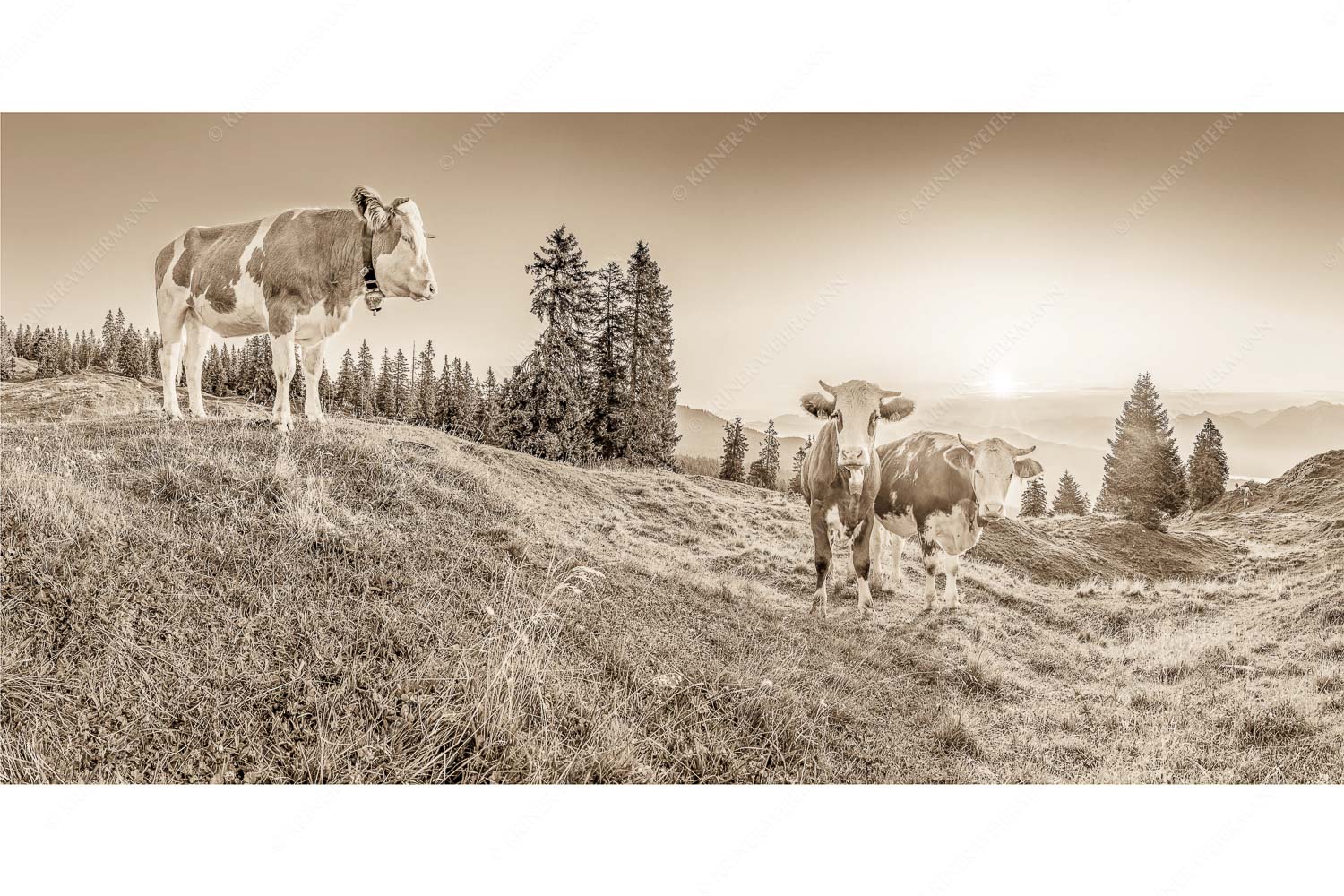 Sonnenaufgang auf der Alm – Seitenverhältnis 2:1 — Kälber auf der Wallgaueralm Zwei junge Rinder auf der Wallgauer Alm im Estergebirge bei Sonnenaufgang
