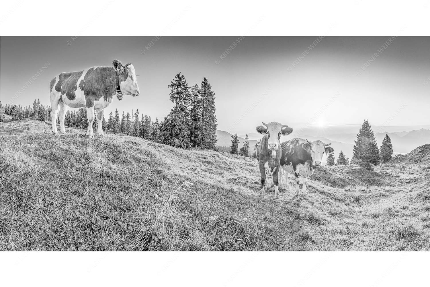 Sonnenaufgang auf der Alm – Seitenverhältnis 2:1 — Kälber auf der Wallgaueralm Zwei junge Rinder auf der Wallgauer Alm im Estergebirge bei Sonnenaufgang