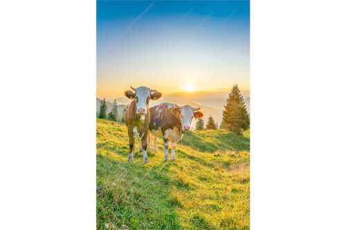 Zwei junge Rinder auf der Wallgauer Alm im Estergebirge bei Sonnenaufgang - Sonnenaufgang auf der Alm - Seitenverhältnis 2:3 - Kälber auf der Wallgaueralm - weitere Infos unter https://www.kriner-weiermann.de