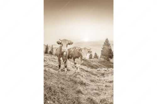 Zwei junge Rinder auf der Wallgauer Alm im Estergebirge bei Sonnenaufgang - Sonnenaufgang auf der Alm - Seitenverhältnis 2:3 - Kälber auf der Wallgaueralm - weitere Infos unter https://www.kriner-weiermann.de