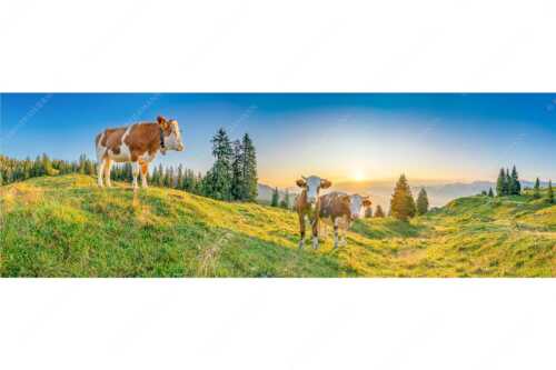 Zwei junge Rinder auf der Wallgauer Alm im Estergebirge bei Sonnenaufgang - Sonnenaufgang auf der Alm - Seitenverhältnis 3:1 - Kälber auf der Wallgaueralm - weitere Infos unter https://www.kriner-weiermann.de