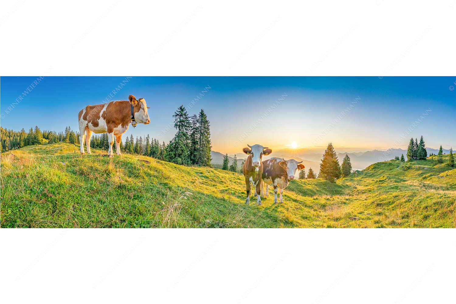 Sonnenaufgang auf der Alm – Seitenverhältnis 3:1 — Kälber auf der Wallgaueralm Zwei junge Rinder auf der Wallgauer Alm im Estergebirge bei Sonnenaufgang