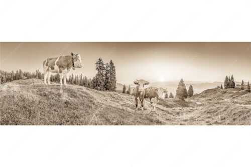 Zwei junge Rinder auf der Wallgauer Alm im Estergebirge bei Sonnenaufgang - Sonnenaufgang auf der Alm - Seitenverhältnis 3:1 - Kälber auf der Wallgaueralm - weitere Infos unter https://www.kriner-weiermann.de