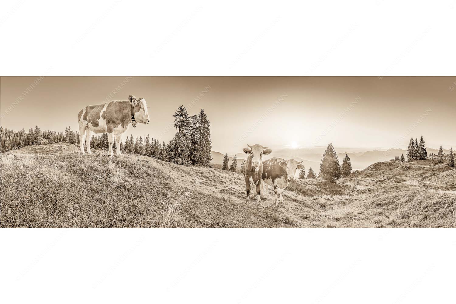 Sonnenaufgang auf der Alm – Seitenverhältnis 3:1 — Kälber auf der Wallgaueralm Zwei junge Rinder auf der Wallgauer Alm im Estergebirge bei Sonnenaufgang