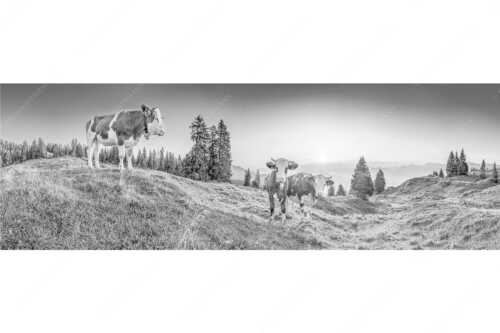 Zwei junge Rinder auf der Wallgauer Alm im Estergebirge bei Sonnenaufgang - Sonnenaufgang auf der Alm - Seitenverhältnis 3:1 - Kälber auf der Wallgaueralm - weitere Infos unter https://www.kriner-weiermann.de