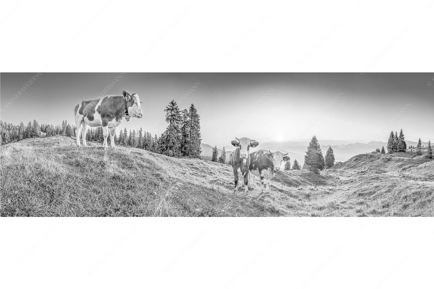 Sonnenaufgang auf der Alm – Seitenverhältnis 3:1 — Kälber auf der Wallgaueralm Zwei junge Rinder auf der Wallgauer Alm im Estergebirge bei Sonnenaufgang