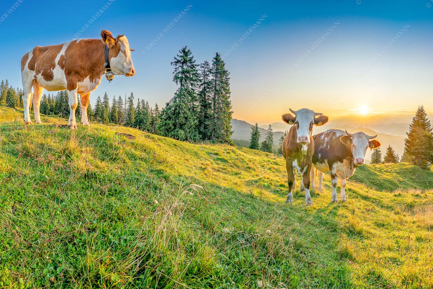 Sonnenaufgang auf der Alm – Seitenverhältnis 3:2 — Kälber auf der Wallgaueralm Zwei junge Rinder auf der Wallgauer Alm im Estergebirge bei Sonnenaufgang