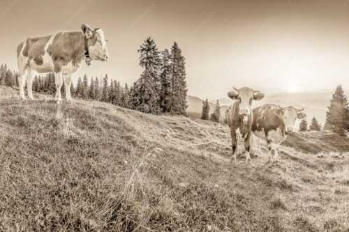 Zwei junge Rinder auf der Wallgauer Alm im Estergebirge bei Sonnenaufgang - Sonnenaufgang auf der Alm - Seitenverhältnis 3:2 - Kälber auf der Wallgaueralm - weitere Infos unter https://www.kriner-weiermann.de