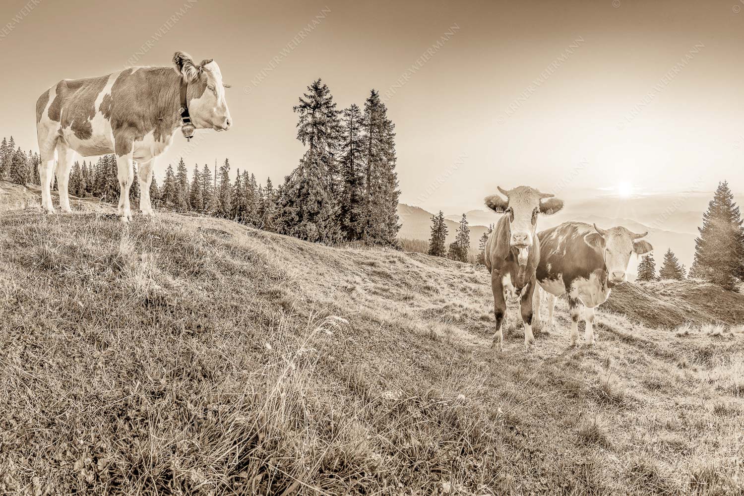 Sonnenaufgang auf der Alm – Seitenverhältnis 3:2 — Kälber auf der Wallgaueralm Zwei junge Rinder auf der Wallgauer Alm im Estergebirge bei Sonnenaufgang