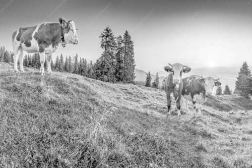 Zwei junge Rinder auf der Wallgauer Alm im Estergebirge bei Sonnenaufgang - Sonnenaufgang auf der Alm - Seitenverhältnis 3:2 - Kälber auf der Wallgaueralm - weitere Infos unter https://www.kriner-weiermann.de