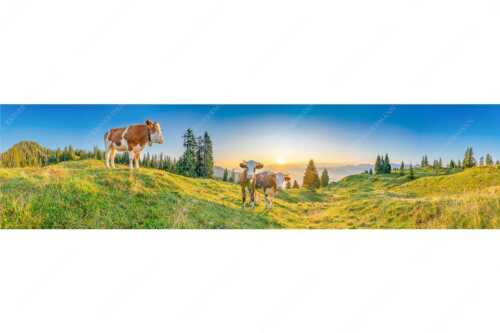 Zwei junge Rinder auf der Wallgauer Alm im Estergebirge bei Sonnenaufgang - Sonnenaufgang auf der Alm - Seitenverhältnis 4:1 - Kälber auf der Wallgaueralm - weitere Infos unter https://www.kriner-weiermann.de