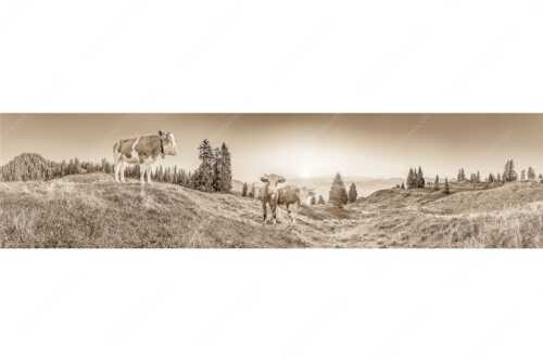 Zwei junge Rinder auf der Wallgauer Alm im Estergebirge bei Sonnenaufgang - Sonnenaufgang auf der Alm - Seitenverhältnis 4:1 - Kälber auf der Wallgaueralm - weitere Infos unter https://www.kriner-weiermann.de