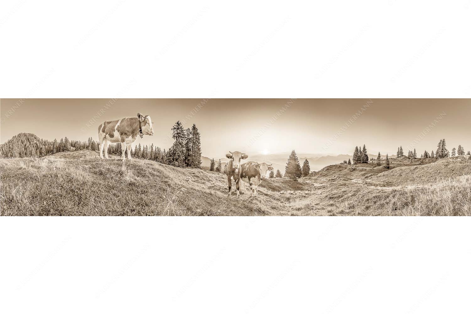 Sonnenaufgang auf der Alm – Seitenverhältnis 4:1 — Kälber auf der Wallgaueralm Zwei junge Rinder auf der Wallgauer Alm im Estergebirge bei Sonnenaufgang