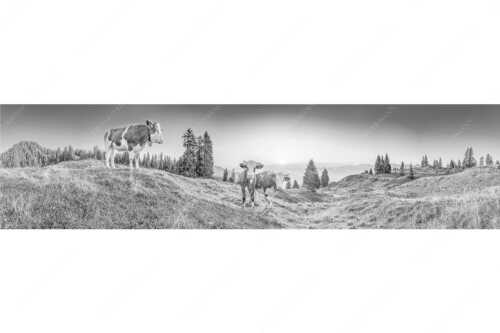 Zwei junge Rinder auf der Wallgauer Alm im Estergebirge bei Sonnenaufgang - Sonnenaufgang auf der Alm - Seitenverhältnis 4:1 - Kälber auf der Wallgaueralm - weitere Infos unter https://www.kriner-weiermann.de