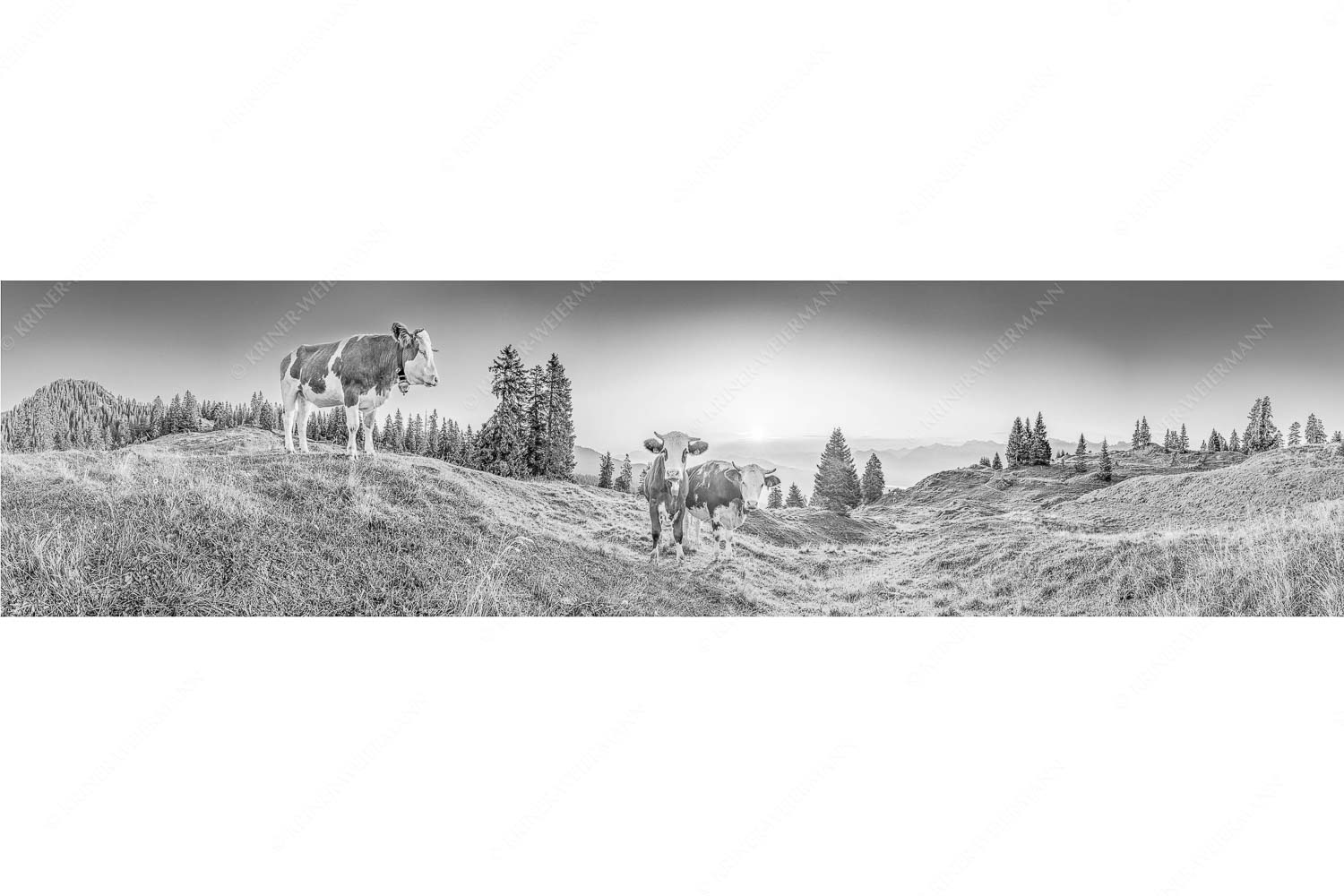 Sonnenaufgang auf der Alm – Seitenverhältnis 4:1 — Kälber auf der Wallgaueralm Zwei junge Rinder auf der Wallgauer Alm im Estergebirge bei Sonnenaufgang