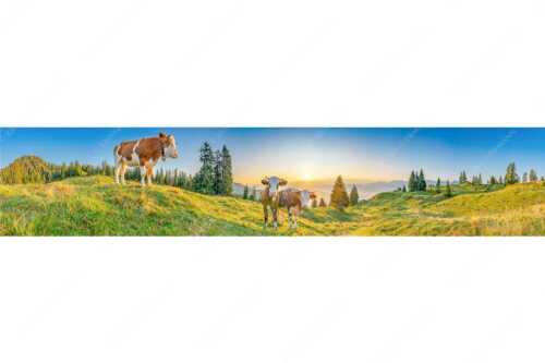 Zwei junge Rinder auf der Wallgauer Alm im Estergebirge bei Sonnenaufgang - Sonnenaufgang auf der Alm - Seitenverhältnis 5:1 - Kälber auf der Wallgaueralm - weitere Infos unter https://www.kriner-weiermann.de