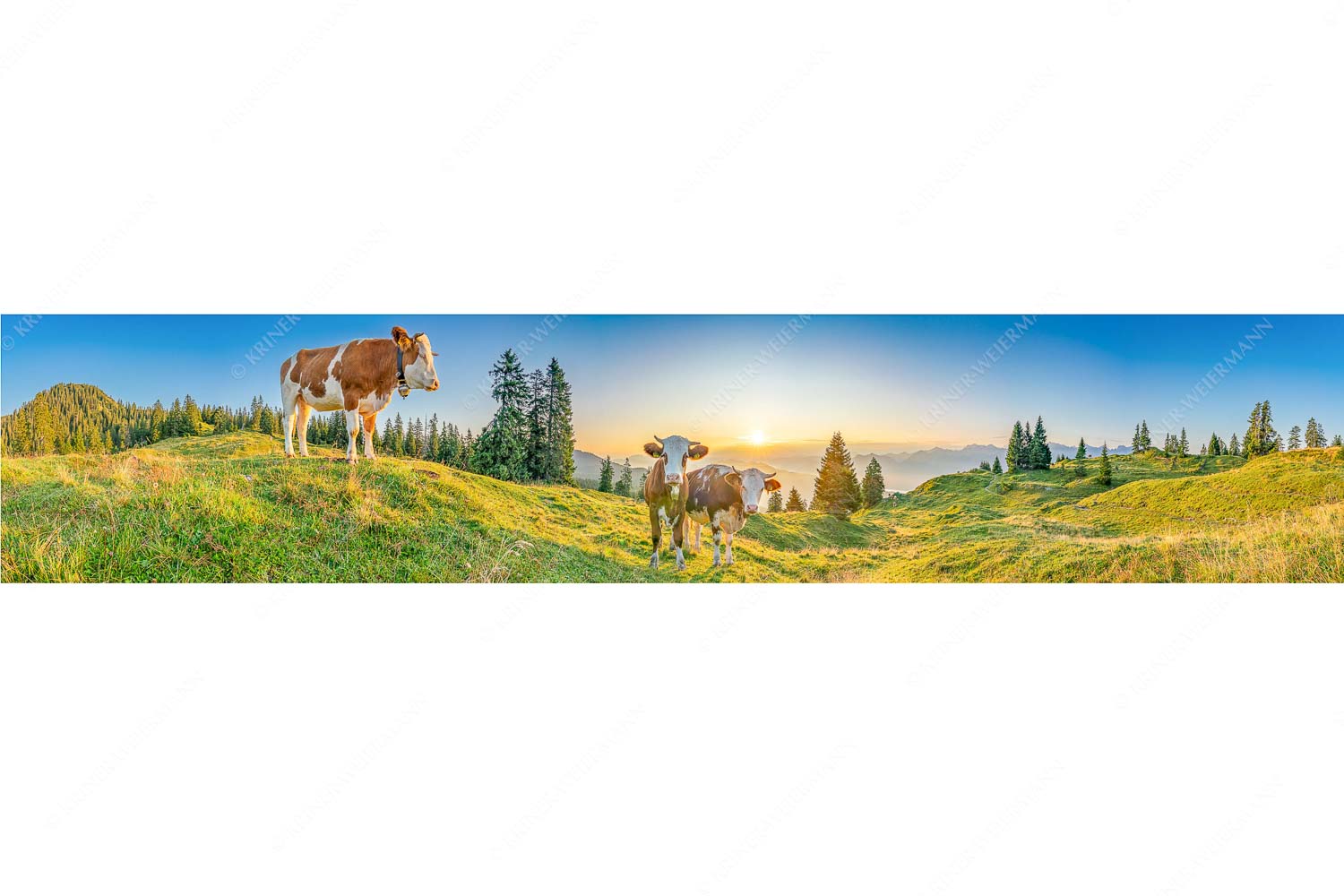 Sonnenaufgang auf der Alm – Seitenverhältnis 5:1 — Kälber auf der Wallgaueralm Zwei junge Rinder auf der Wallgauer Alm im Estergebirge bei Sonnenaufgang