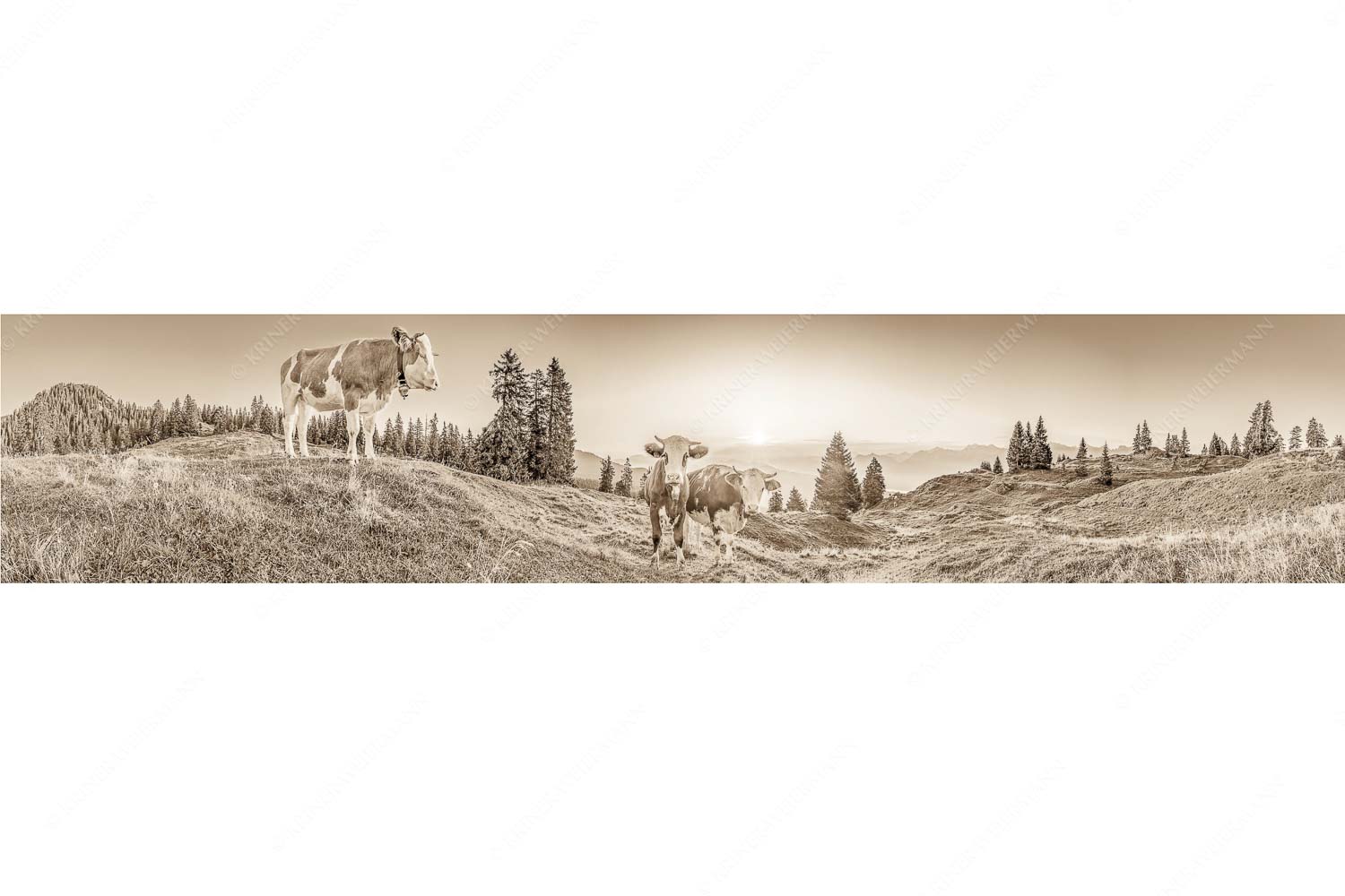 Sonnenaufgang auf der Alm – Seitenverhältnis 5:1 — Kälber auf der Wallgaueralm Zwei junge Rinder auf der Wallgauer Alm im Estergebirge bei Sonnenaufgang