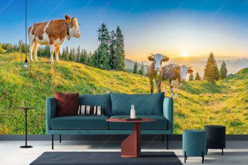 Zwei junge Rinder auf der Wallgauer Alm im Estergebirge bei Sonnenaufgang - Sonnenaufgang auf der Alm - Größe ca. 400x200cm, Seitenverhältnis 2:1 - Kälber auf der Wallgaueralm - weitere Infos unter https://www.kriner-weiermann.de
