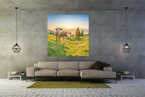 Zwei junge Rinder auf der Wallgauer Alm im Estergebirge bei Sonnenaufgang - Sonnenaufgang auf der Alm - Größe ca. 160x160cm, Seitenverhältnis 1:1 - Kälber auf der Wallgaueralm - weitere Infos unter https://www.kriner-weiermann.de