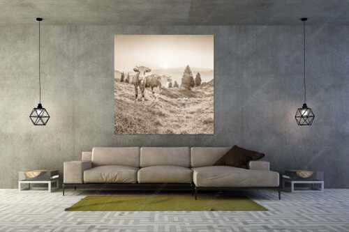 Zwei junge Rinder auf der Wallgauer Alm im Estergebirge bei Sonnenaufgang - Sonnenaufgang auf der Alm - Größe ca. 160x160cm, Seitenverhältnis 1:1 - Kälber auf der Wallgaueralm - weitere Infos unter https://www.kriner-weiermann.de
