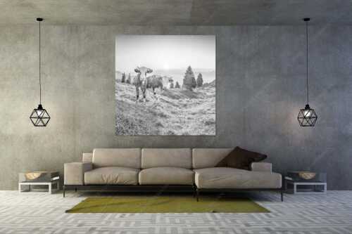Zwei junge Rinder auf der Wallgauer Alm im Estergebirge bei Sonnenaufgang - Sonnenaufgang auf der Alm - Größe ca. 160x160cm, Seitenverhältnis 1:1 - Kälber auf der Wallgaueralm - weitere Infos unter https://www.kriner-weiermann.de