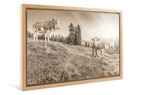 Zwei junge Rinder auf der Wallgauer Alm im Estergebirge bei Sonnenaufgang - Sonnenaufgang auf der Alm - Foto im Schattenfugen-Rahmen - Kälber auf der Wallgaueralm - weitere Infos unter https://www.kriner-weiermann.de