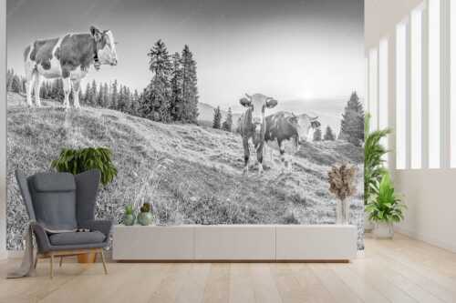Zwei junge Rinder auf der Wallgauer Alm im Estergebirge bei Sonnenaufgang - Sonnenaufgang auf der Alm - Größe ca. 300x200cm, Seitenverhältnis 3:2 - Kälber auf der Wallgaueralm - weitere Infos unter https://www.kriner-weiermann.de