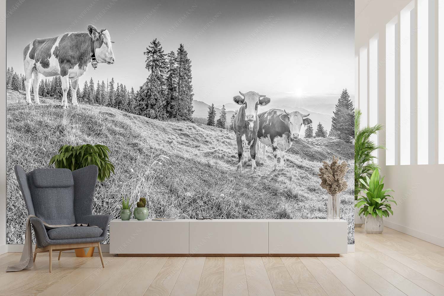 Sonnenaufgang auf der Alm – Größe ca. 300x200cm, Seitenverhältnis 3:2 — Kälber auf der Wallgaueralm Zwei junge Rinder auf der Wallgauer Alm im Estergebirge bei Sonnenaufgang - Sonnenaufgang auf der Alm - Größe ca. 300x200cm, Seitenverhältnis 3:2 - Kälber auf der Wallgaueralm - weitere Infos unter https://www.kriner-weiermann.de