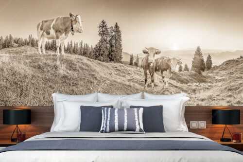 Zwei junge Rinder auf der Wallgauer Alm im Estergebirge bei Sonnenaufgang - Sonnenaufgang auf der Alm - Größe ca. 350x140cm, Seitenverhältnis 2,5:1 - Kälber auf der Wallgaueralm - weitere Infos unter https://www.kriner-weiermann.de