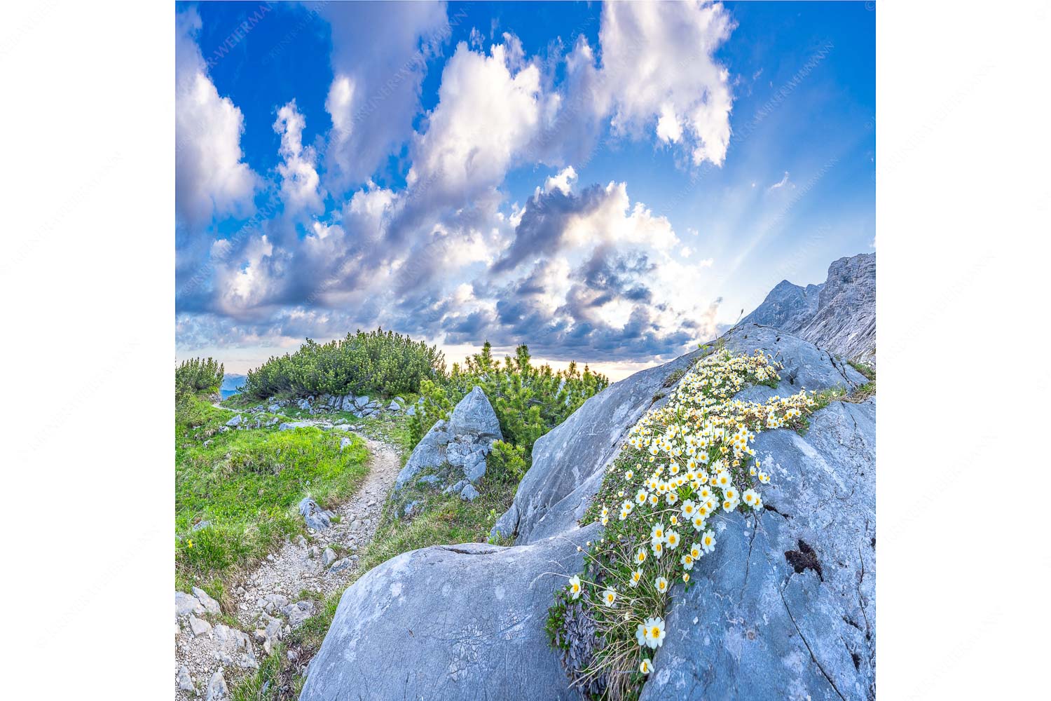 Silberwurzblüten am Wegesrand vom Schachen zur Meilerhütte im Wettersteingebirge
