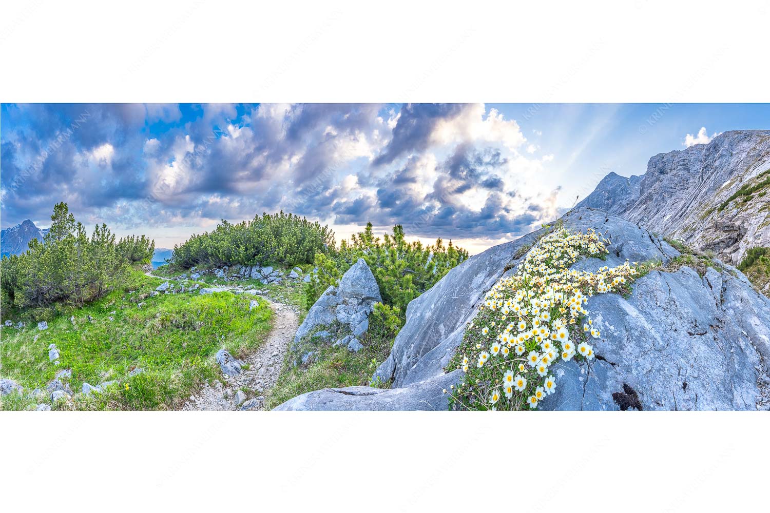 Silberwurzblüten am Wegesrand vom Schachen zur Meilerhütte im Wettersteingebirge - Steinige Blüten - Seitenverhältnis 2,5:1 - Silberwurz am Schachen - weitere Infos unter https://www.kriner-weiermann.de
