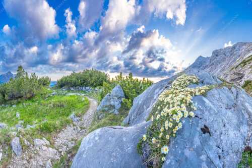 Silberwurzblüten am Wegesrand vom Schachen zur Meilerhütte im Wettersteingebirge - Steinige Blüten - Seitenverhältnis 3:2 - Silberwurz am Schachen - weitere Infos unter https://www.kriner-weiermann.de