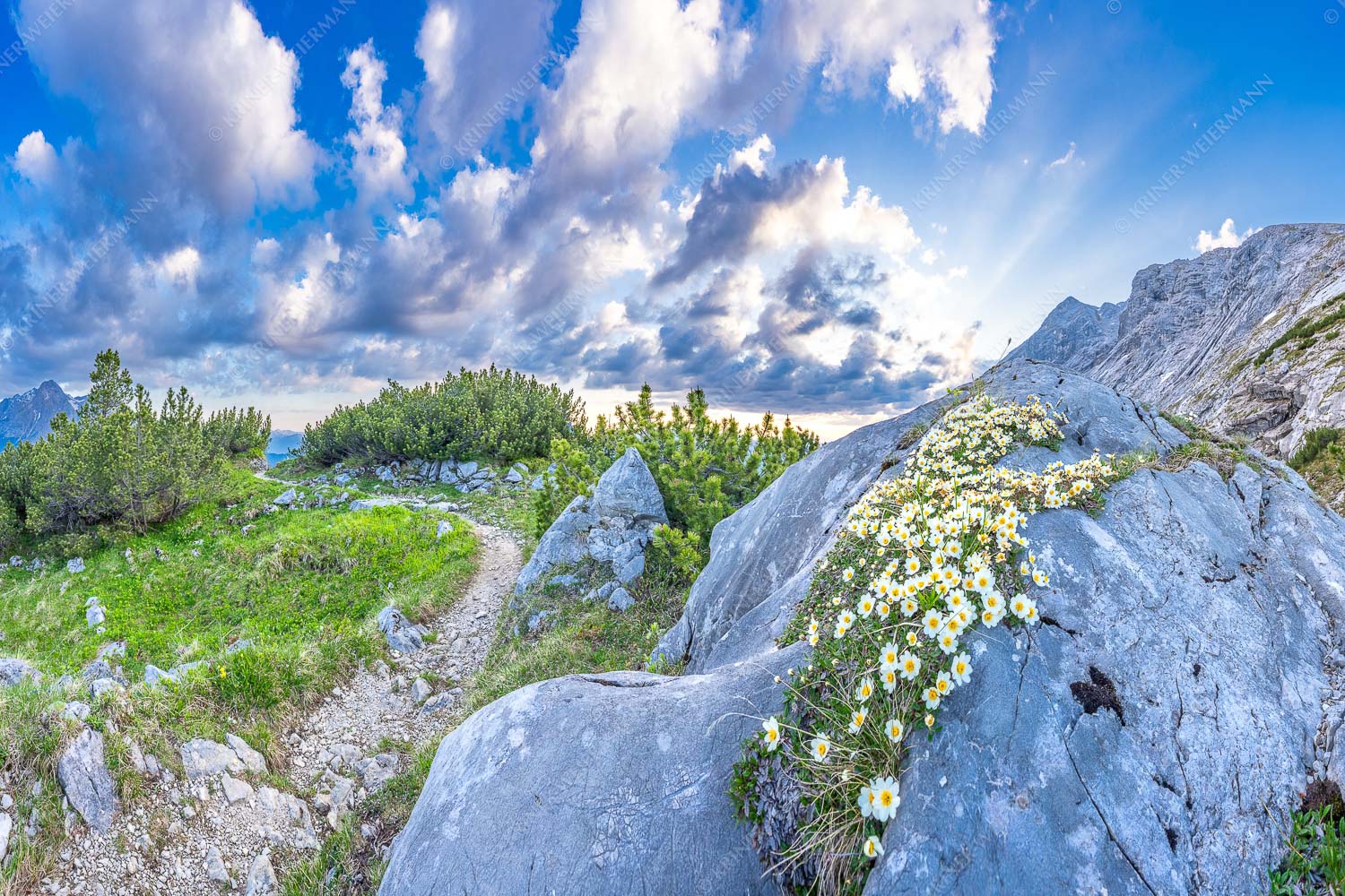 Silberwurzblüten am Wegesrand vom Schachen zur Meilerhütte im Wettersteingebirge