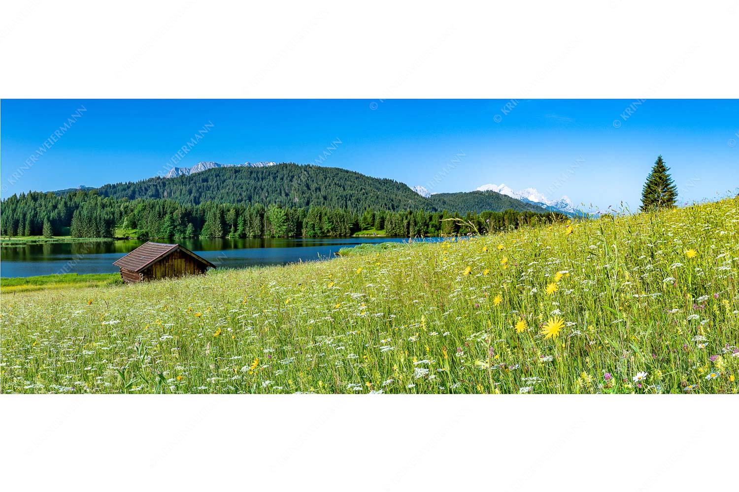 Üppiges Wiesmahd – Seitenverhältnis 2,5:1 — Blumenwiese am Geroldsee Blick über Blumenwiese am Geroldsee zum Zugspitzmassiv im Wetterstein