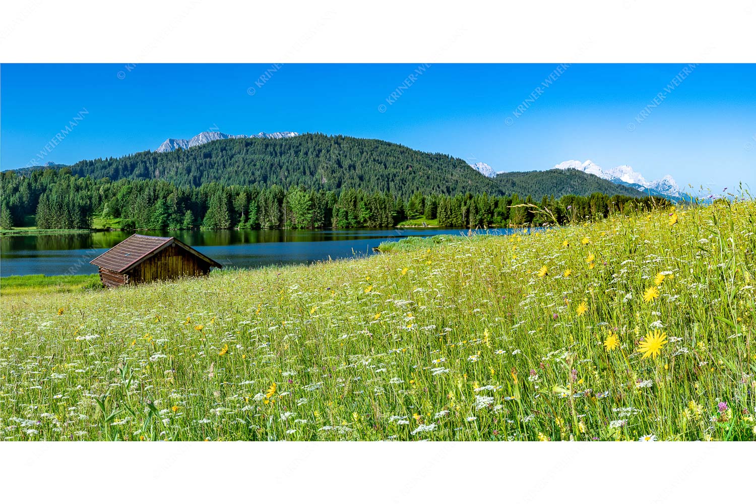 Üppiges Wiesmahd – Seitenverhältnis 2:1 — Blumenwiese am Geroldsee Blick über Blumenwiese am Geroldsee zum Zugspitzmassiv im Wetterstein