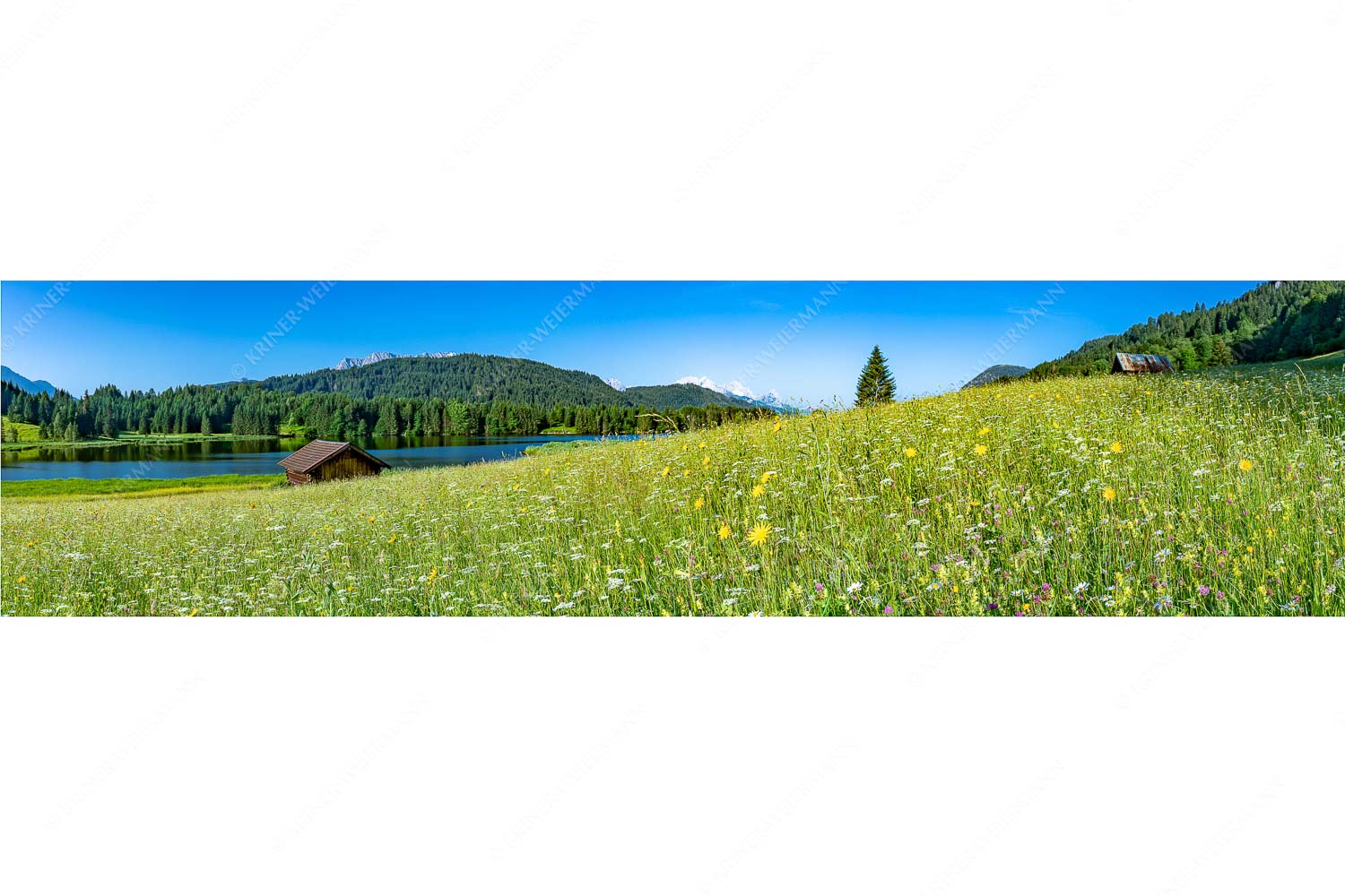 Blick über Blumenwiese am Geroldsee zum Zugspitzmassiv im Wetterstein - Üppiges Wiesmahd - Seitenverhältnis 4:1 - Blumenwiese am Geroldsee - weitere Infos unter https://www.kriner-weiermann.de